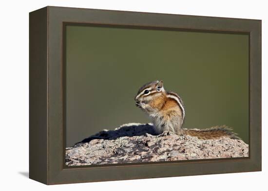 Least chipmunk (Tamias minimus) (Neotamias minimus (Eutamias minimus), San Juan National Forest, Co-James Hager-Framed Premier Image Canvas