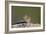 Least chipmunk (Tamias minimus) (Neotamias minimus (Eutamias minimus), San Juan National Forest, Co-James Hager-Framed Photographic Print