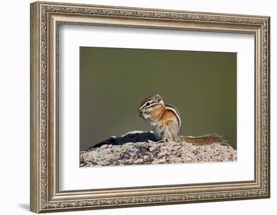 Least chipmunk (Tamias minimus) (Neotamias minimus (Eutamias minimus), San Juan National Forest, Co-James Hager-Framed Photographic Print