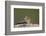 Least chipmunk (Tamias minimus) (Neotamias minimus (Eutamias minimus), San Juan National Forest, Co-James Hager-Framed Photographic Print