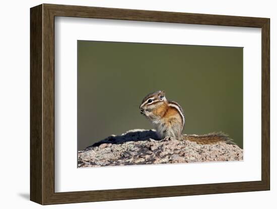 Least chipmunk (Tamias minimus) (Neotamias minimus (Eutamias minimus), San Juan National Forest, Co-James Hager-Framed Photographic Print