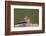 Least chipmunk (Tamias minimus) (Neotamias minimus (Eutamias minimus), San Juan National Forest, Co-James Hager-Framed Photographic Print