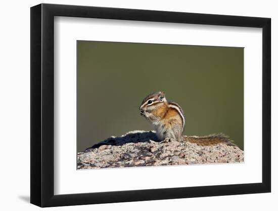 Least chipmunk (Tamias minimus) (Neotamias minimus (Eutamias minimus), San Juan National Forest, Co-James Hager-Framed Photographic Print