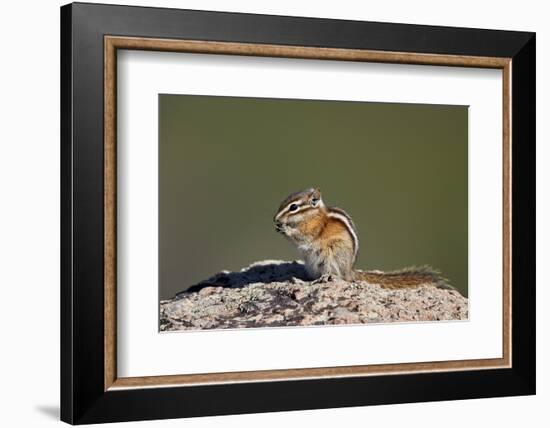 Least chipmunk (Tamias minimus) (Neotamias minimus (Eutamias minimus), San Juan National Forest, Co-James Hager-Framed Photographic Print