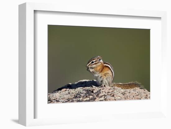 Least chipmunk (Tamias minimus) (Neotamias minimus (Eutamias minimus), San Juan National Forest, Co-James Hager-Framed Photographic Print