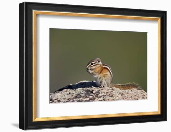 Least chipmunk (Tamias minimus) (Neotamias minimus (Eutamias minimus), San Juan National Forest, Co-James Hager-Framed Photographic Print