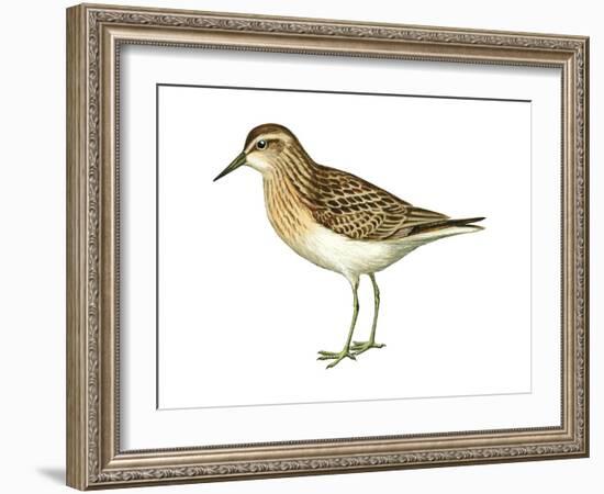 Least Sandpiper (Calidris Minutilla), Birds-Encyclopaedia Britannica-Framed Art Print