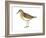 Least Sandpiper (Calidris Minutilla), Birds-Encyclopaedia Britannica-Framed Art Print