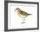 Least Sandpiper (Calidris Minutilla), Birds-Encyclopaedia Britannica-Framed Art Print