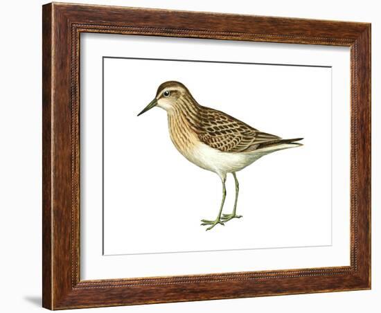 Least Sandpiper (Calidris Minutilla), Birds-Encyclopaedia Britannica-Framed Art Print