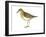 Least Sandpiper (Calidris Minutilla), Birds-Encyclopaedia Britannica-Framed Art Print