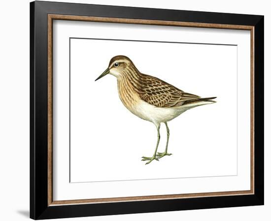 Least Sandpiper (Calidris Minutilla), Birds-Encyclopaedia Britannica-Framed Art Print