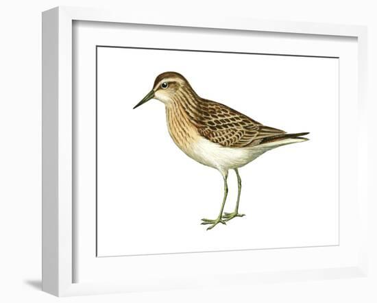 Least Sandpiper (Calidris Minutilla), Birds-Encyclopaedia Britannica-Framed Art Print