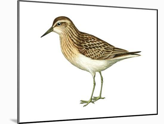 Least Sandpiper (Calidris Minutilla), Birds-Encyclopaedia Britannica-Mounted Art Print