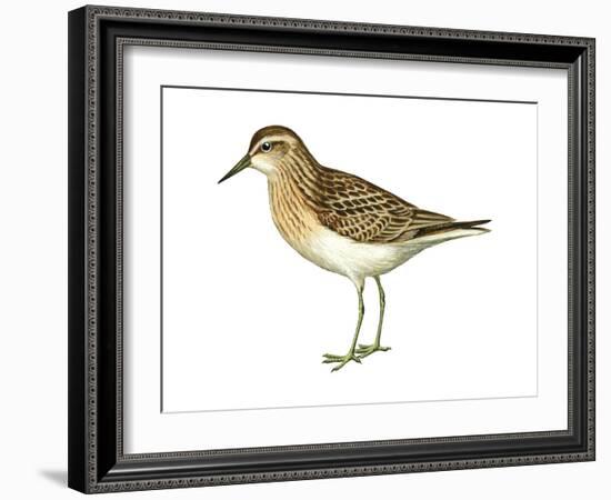 Least Sandpiper (Calidris Minutilla), Birds-Encyclopaedia Britannica-Framed Art Print