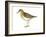 Least Sandpiper (Calidris Minutilla), Birds-Encyclopaedia Britannica-Framed Art Print