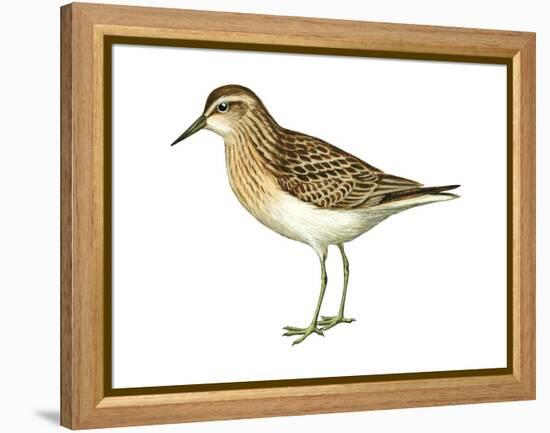 Least Sandpiper (Calidris Minutilla), Birds-Encyclopaedia Britannica-Framed Stretched Canvas