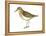 Least Sandpiper (Calidris Minutilla), Birds-Encyclopaedia Britannica-Framed Stretched Canvas