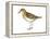 Least Sandpiper (Calidris Minutilla), Birds-Encyclopaedia Britannica-Framed Stretched Canvas