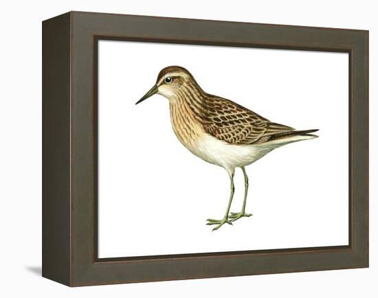 Least Sandpiper (Calidris Minutilla), Birds-Encyclopaedia Britannica-Framed Stretched Canvas