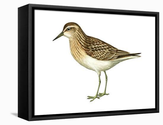 Least Sandpiper (Calidris Minutilla), Birds-Encyclopaedia Britannica-Framed Stretched Canvas