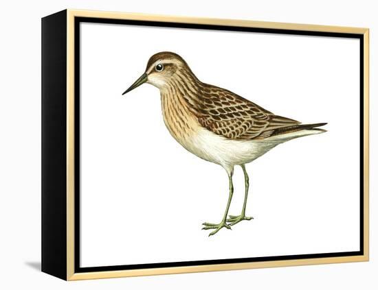 Least Sandpiper (Calidris Minutilla), Birds-Encyclopaedia Britannica-Framed Stretched Canvas