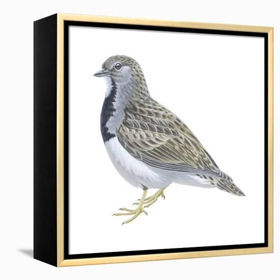 Least Seedsnipe (Thinocorus Rumicivorus), Birds-Encyclopaedia Britannica-Framed Stretched Canvas