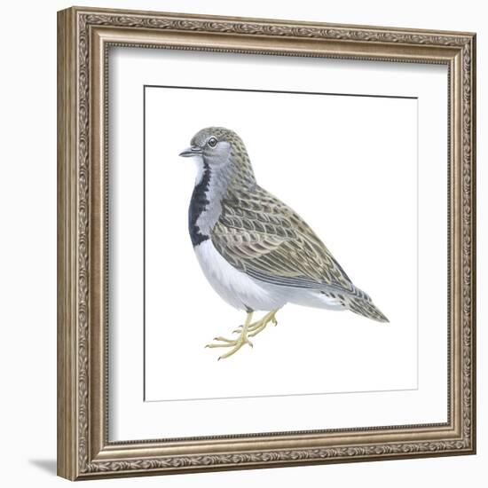 Least Seedsnipe (Thinocorus Rumicivorus), Birds-Encyclopaedia Britannica-Framed Art Print