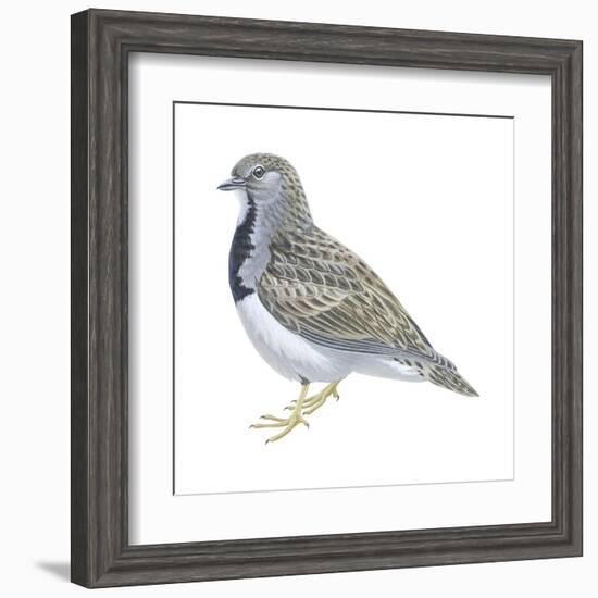 Least Seedsnipe (Thinocorus Rumicivorus), Birds-Encyclopaedia Britannica-Framed Art Print