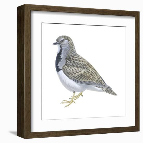 Least Seedsnipe (Thinocorus Rumicivorus), Birds-Encyclopaedia Britannica-Framed Art Print