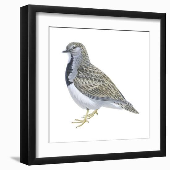 Least Seedsnipe (Thinocorus Rumicivorus), Birds-Encyclopaedia Britannica-Framed Art Print