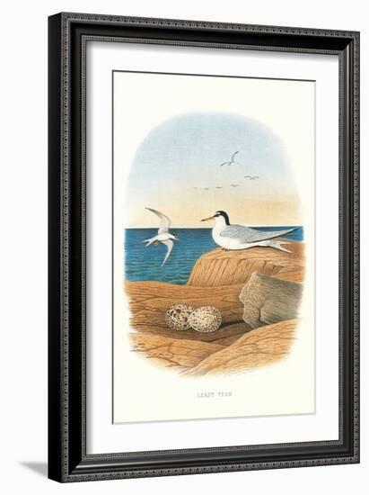 Least Tern and Eggs-null-Framed Art Print