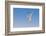 Least Tern flying, South Padre Island, Texas-Adam Jones-Framed Photographic Print