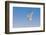 Least Tern flying, South Padre Island, Texas-Adam Jones-Framed Photographic Print