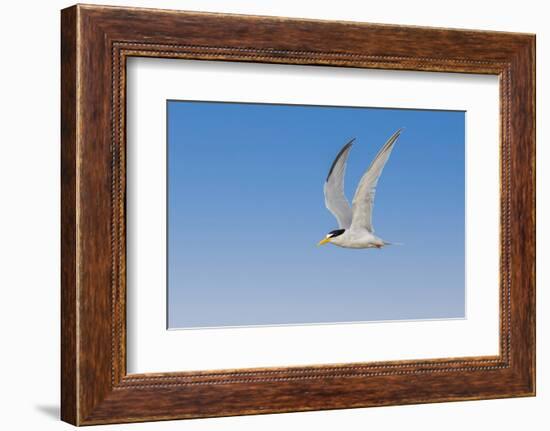 Least Tern flying, South Padre Island, Texas-Adam Jones-Framed Photographic Print