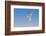 Least Tern flying, South Padre Island, Texas-Adam Jones-Framed Photographic Print