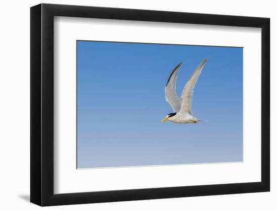 Least Tern flying, South Padre Island, Texas-Adam Jones-Framed Photographic Print
