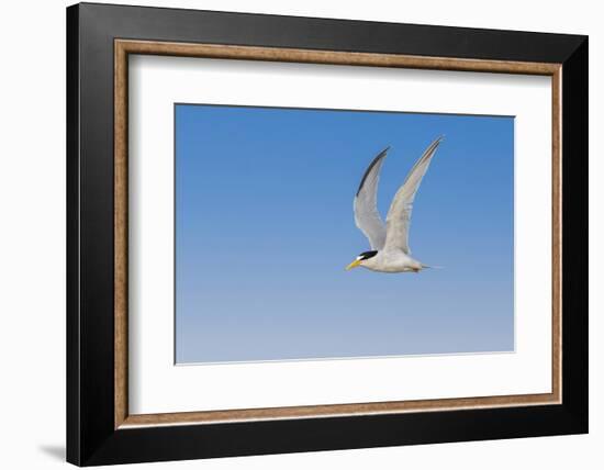 Least Tern flying, South Padre Island, Texas-Adam Jones-Framed Photographic Print