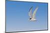 Least Tern flying, South Padre Island, Texas-Adam Jones-Mounted Photographic Print