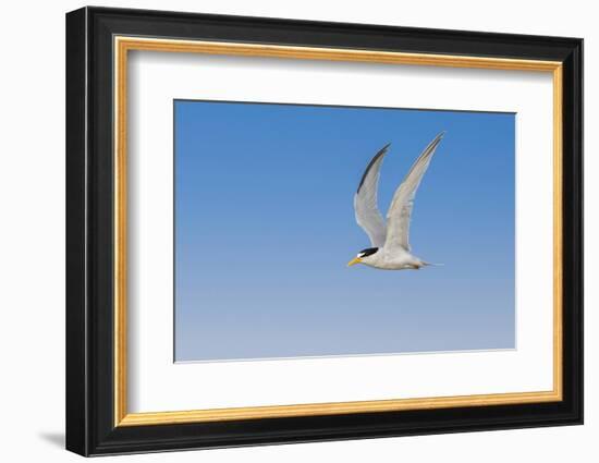 Least Tern flying, South Padre Island, Texas-Adam Jones-Framed Photographic Print