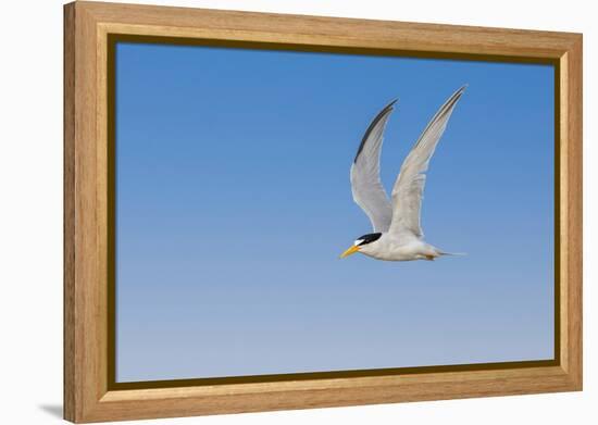 Least Tern flying, South Padre Island, Texas-Adam Jones-Framed Premier Image Canvas