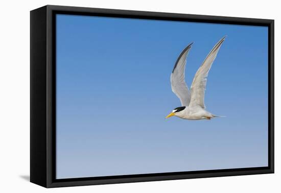 Least Tern flying, South Padre Island, Texas-Adam Jones-Framed Premier Image Canvas