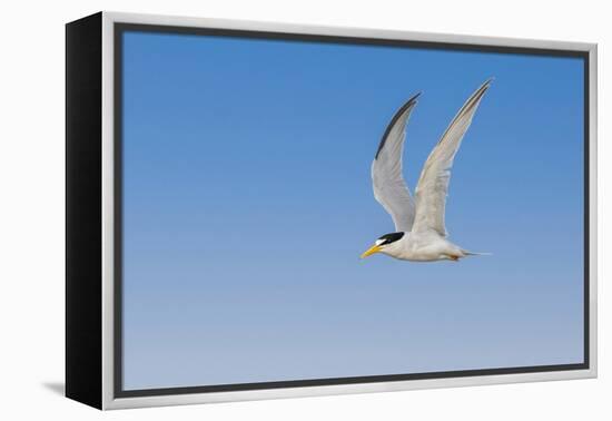 Least Tern flying, South Padre Island, Texas-Adam Jones-Framed Premier Image Canvas