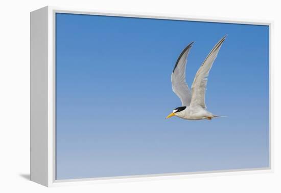 Least Tern flying, South Padre Island, Texas-Adam Jones-Framed Premier Image Canvas