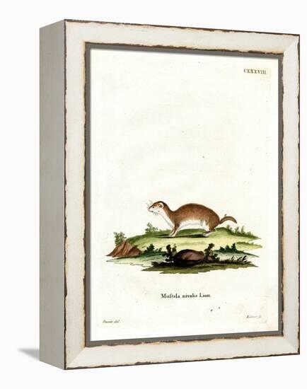 Least Weasel-null-Framed Premier Image Canvas