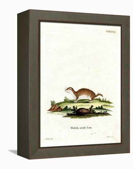 Least Weasel-null-Framed Premier Image Canvas