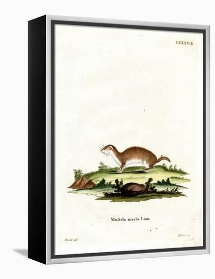 Least Weasel-null-Framed Premier Image Canvas