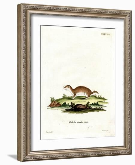 Least Weasel-null-Framed Giclee Print