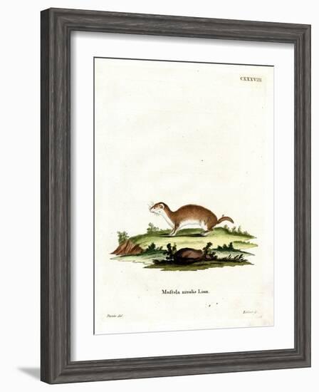 Least Weasel-null-Framed Giclee Print