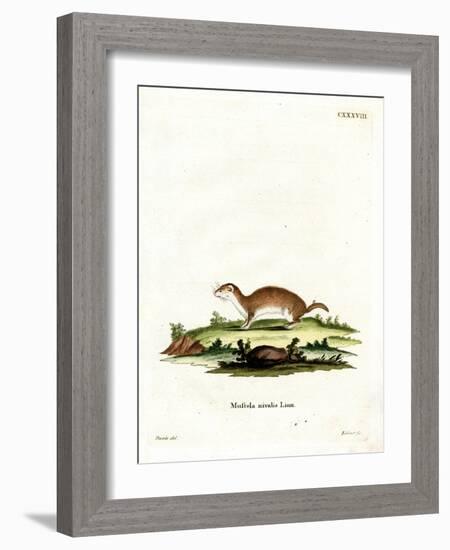 Least Weasel-null-Framed Giclee Print